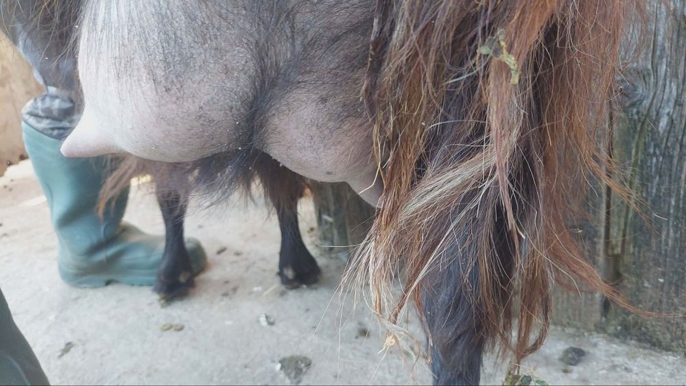 Capra cu iezi de vânzare