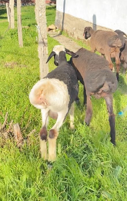 Кошкарлар сатылады саудасы бар