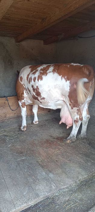 Vacă de Vânzare rasa Băltată Românească