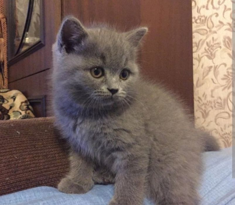 Шотланские голубой окрас