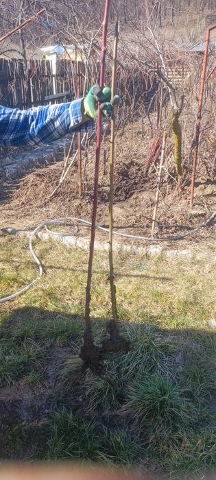 Vând butași de muri și zmeura