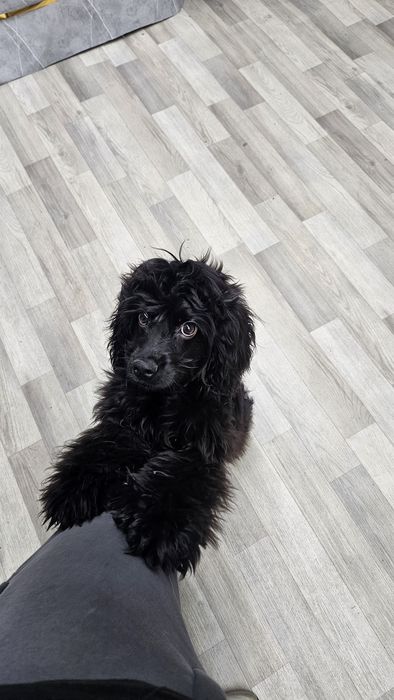 Американский хоккер