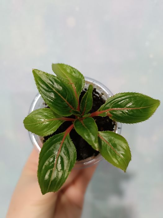 Продам сортовой бальзамин Impatiens.