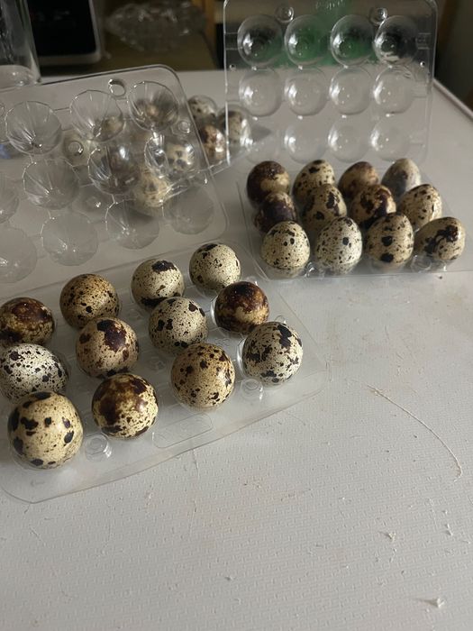 Продавам пътпъдъчи яйца