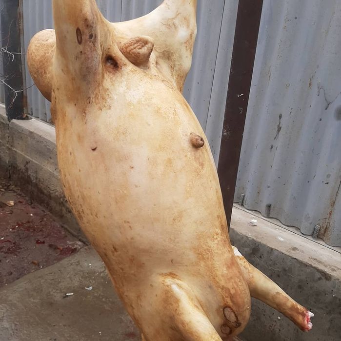 Семиз кой токты тусак кошкар