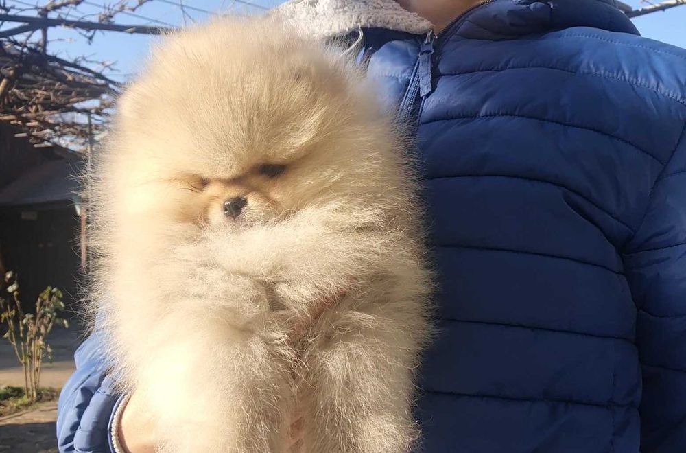 Страхотно момченце померан с родословие FCI