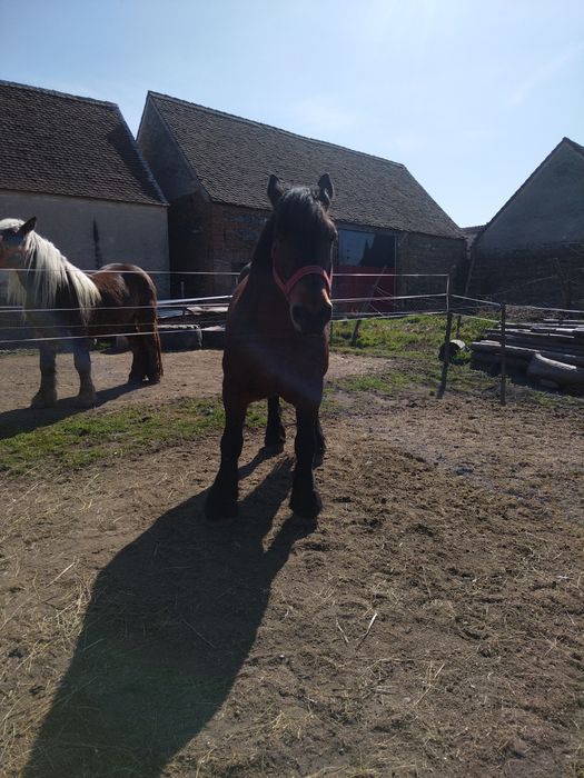 Iepe gestante de vănzare