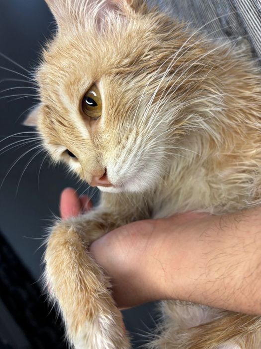 Отдам в добрый руки