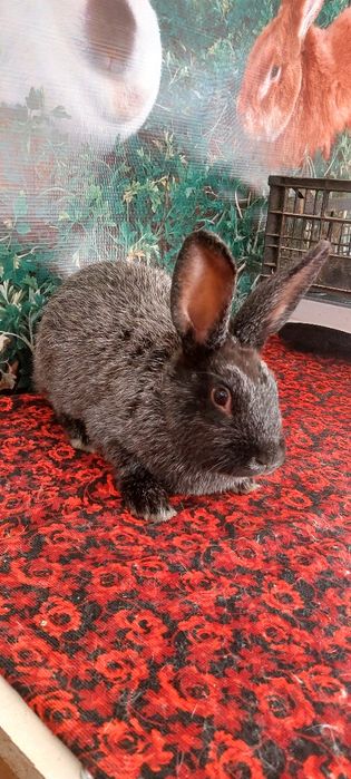 Кролики Полтавской серебро