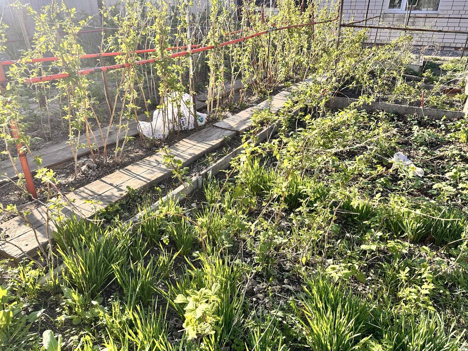 Клубника, рассада