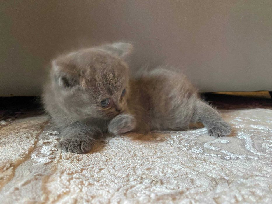 Skoch Fold mushukcha sotiladi!