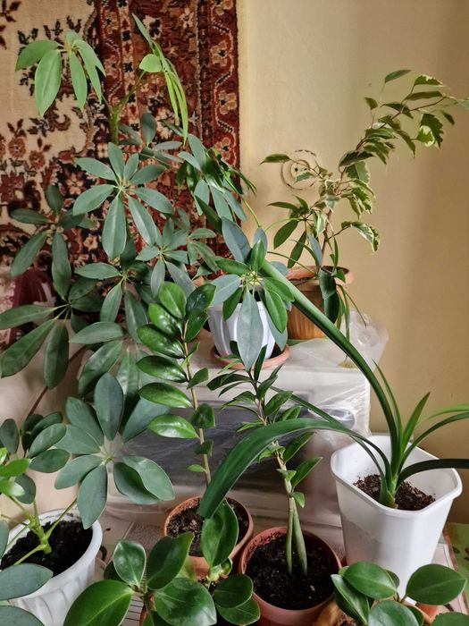 Комнатные цветы разные по размеру и цене