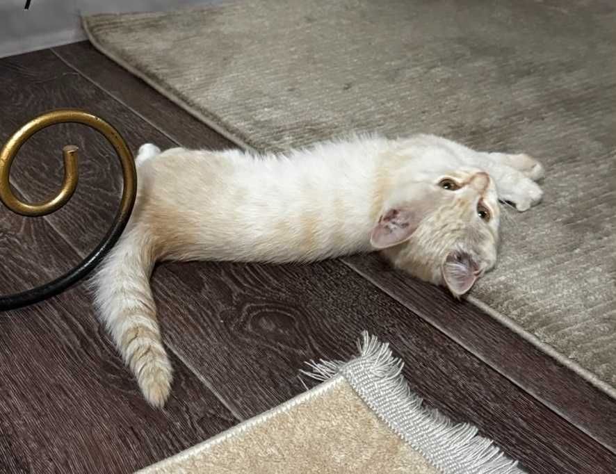 Отдам котенка в добрые руки!