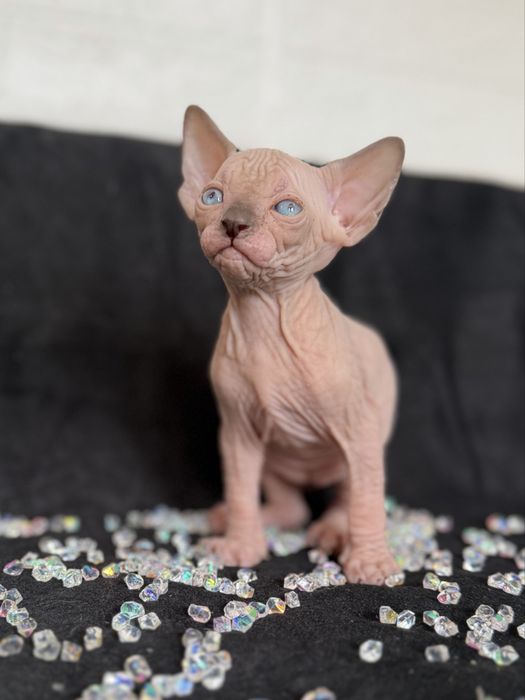 Sphynx cu pedigree si teste