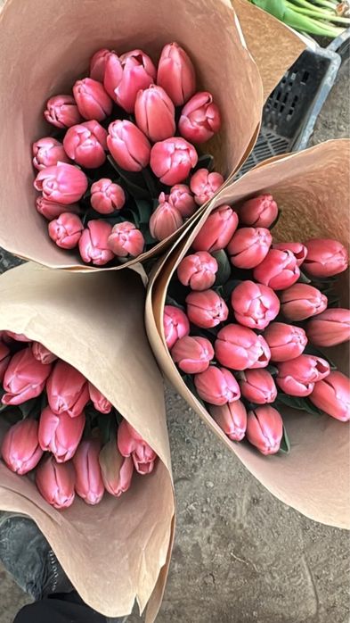 Тюльпаны оптом с бесплатным хранением