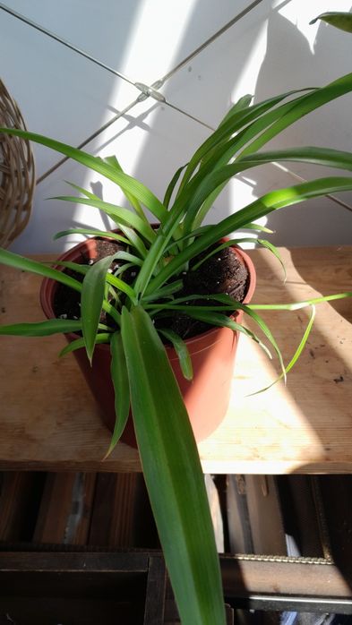 Монстера Адансона