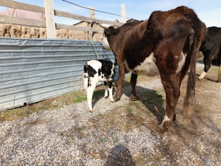 Бұзаулы сиыр сатылады.