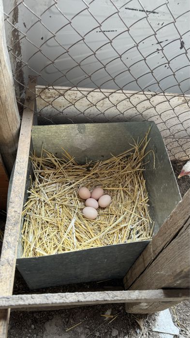 Курица петух яйца цыпленок