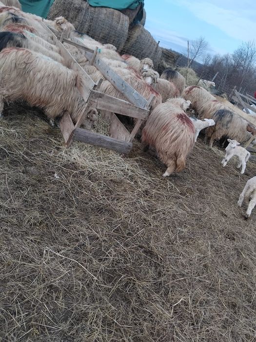 Vând oi cu miei.