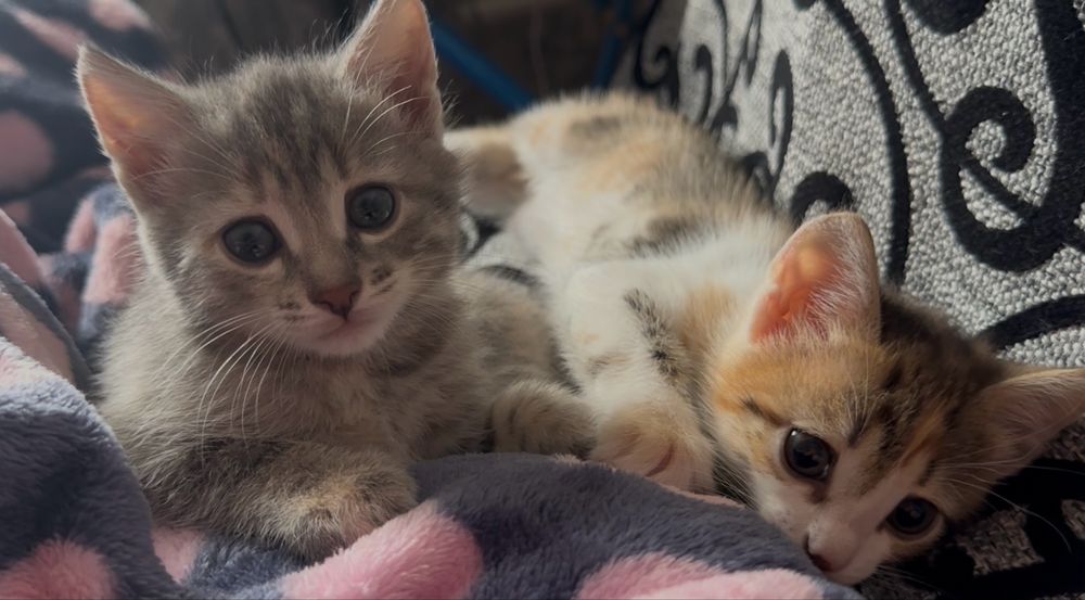 Игривые котята девочки