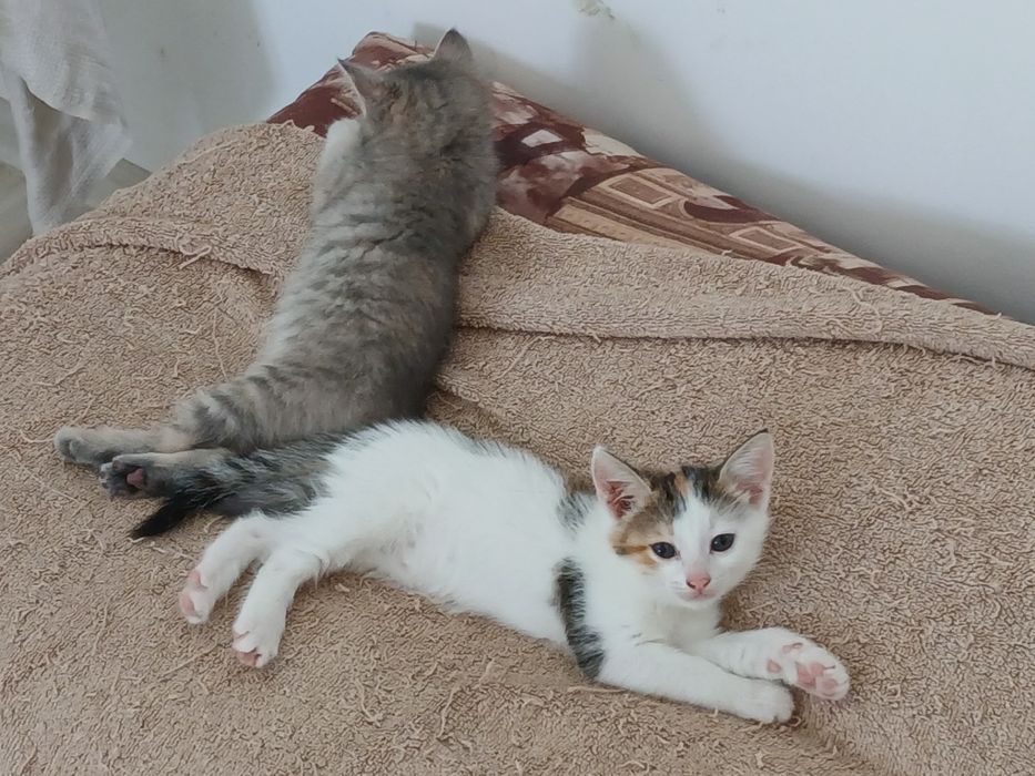 Девочки трехцветочки в дар