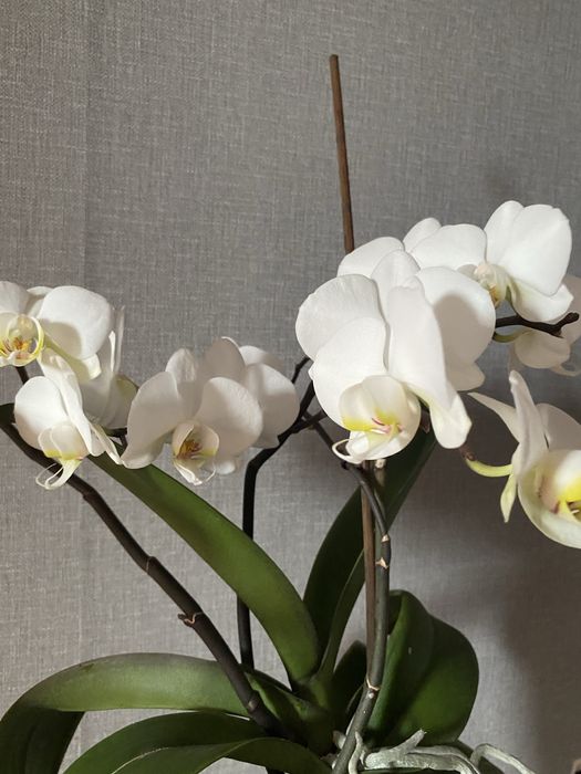 Орхидея   Комнатный цветок