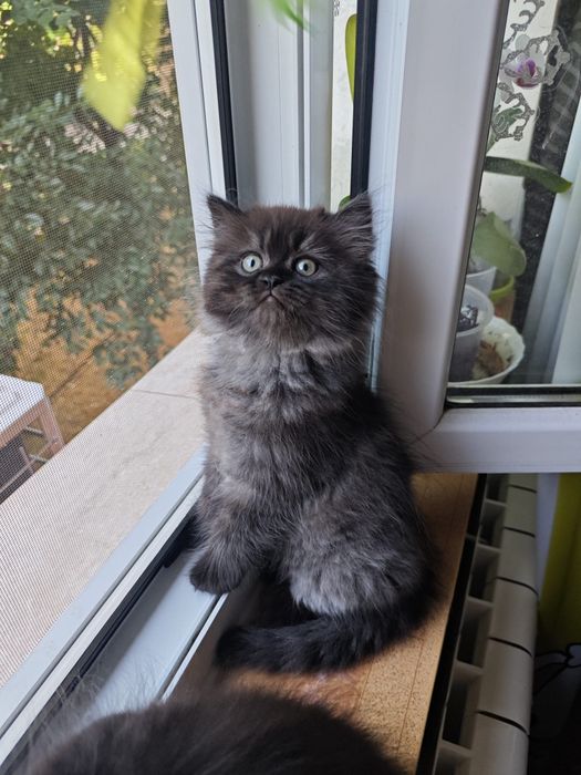 Pui pisica British Longhair - 2 luni