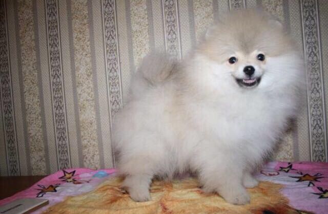 Вязка шпиц под щенка