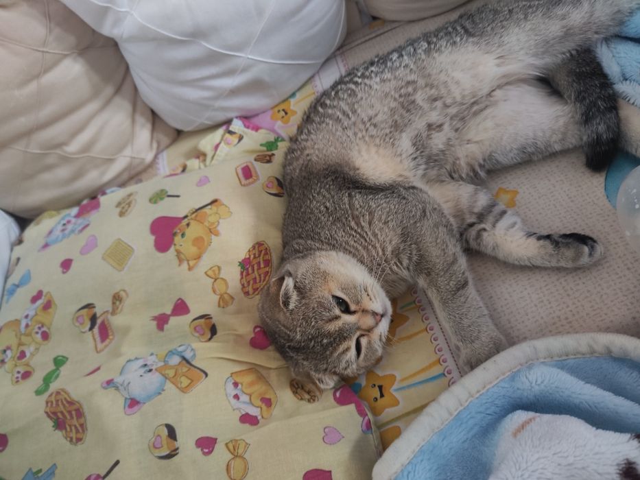 продам кошечку Скоттиш-фолд