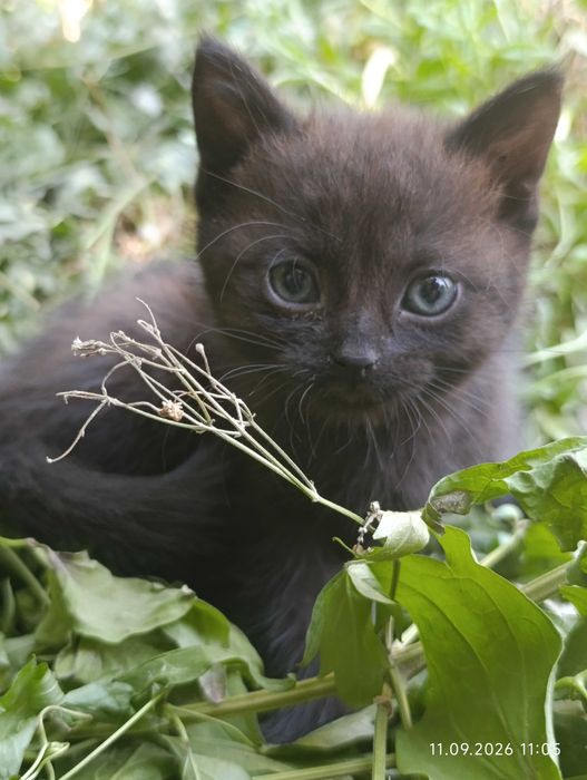 Котята ищут своих людей