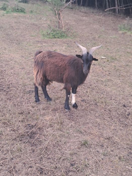 Vând 4 țapi pt montă
