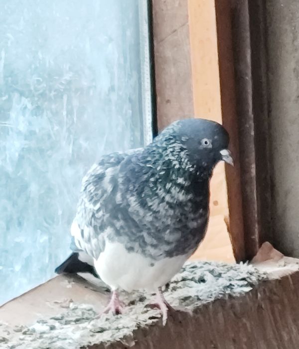 Продам самца пакистанца.