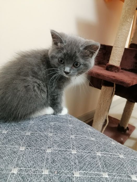 Отдам двух котят мальчик и девочка