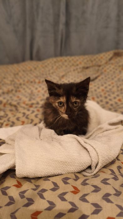Котёнок в добрые ручки