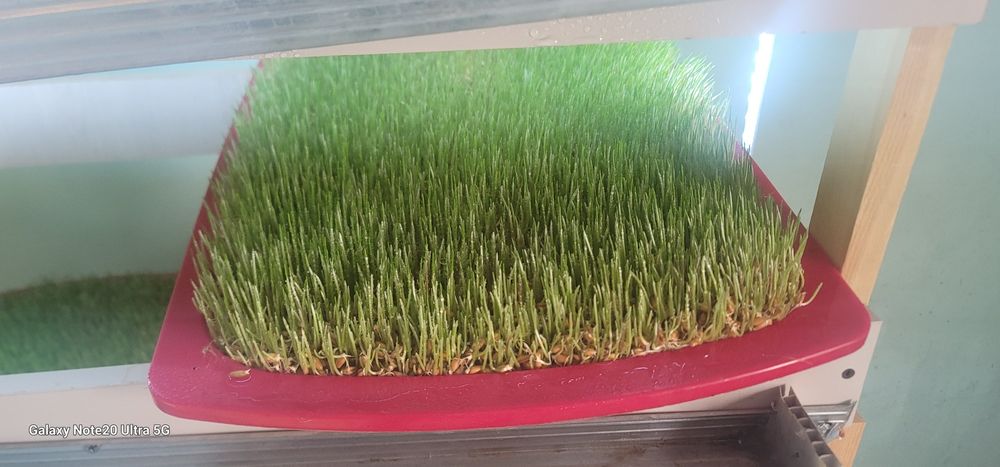 Undirilgan bugdoy gidraponika