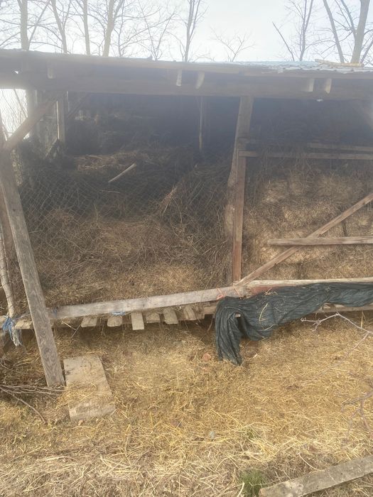 Lucerna vrac si baloti de vanzare