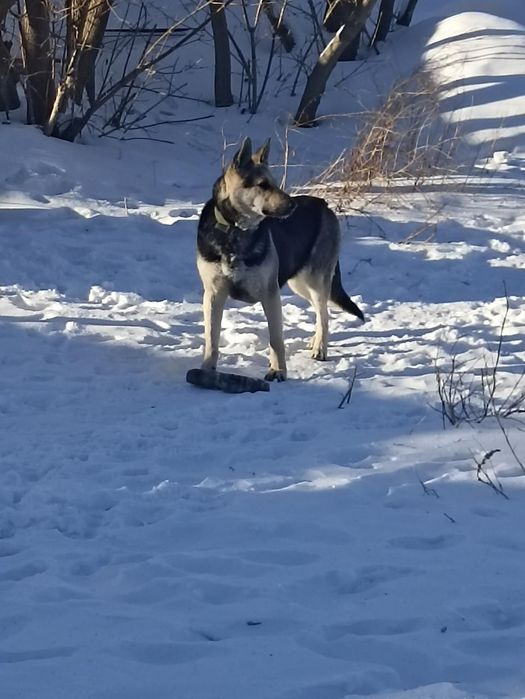 Продам восточно - европейскую овчарку