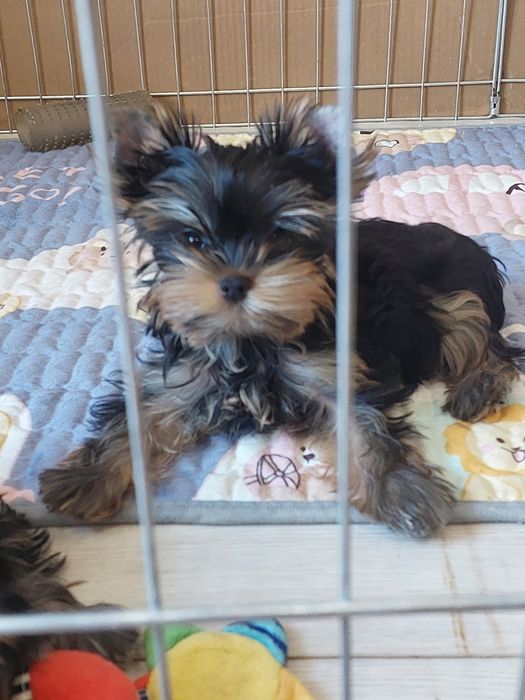 Щенки Мини Йорка