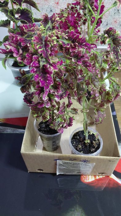 Продам  коллеусы.