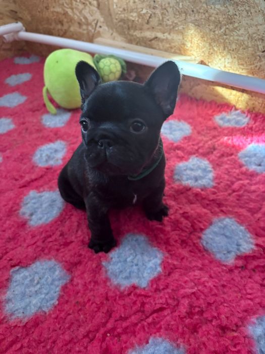 Bulldog francez mascul