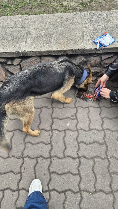 Найдена собака в ошейнике