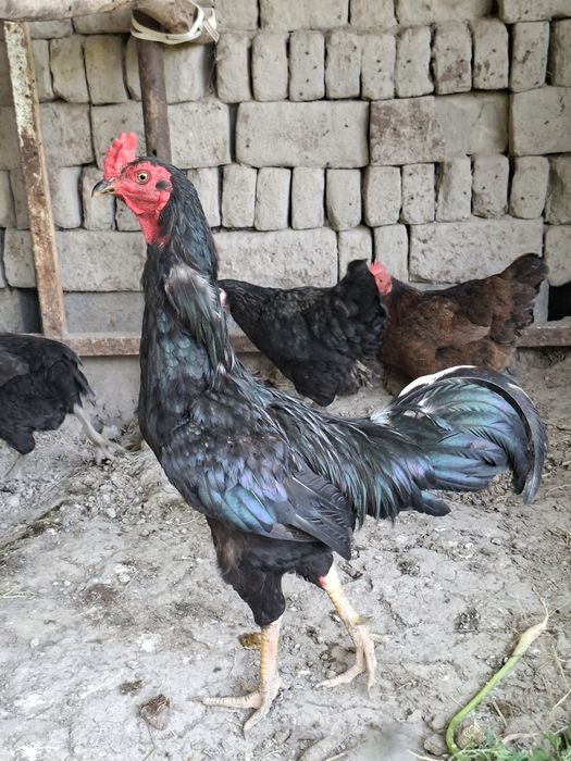 Faqat next oledigonla tel qililar