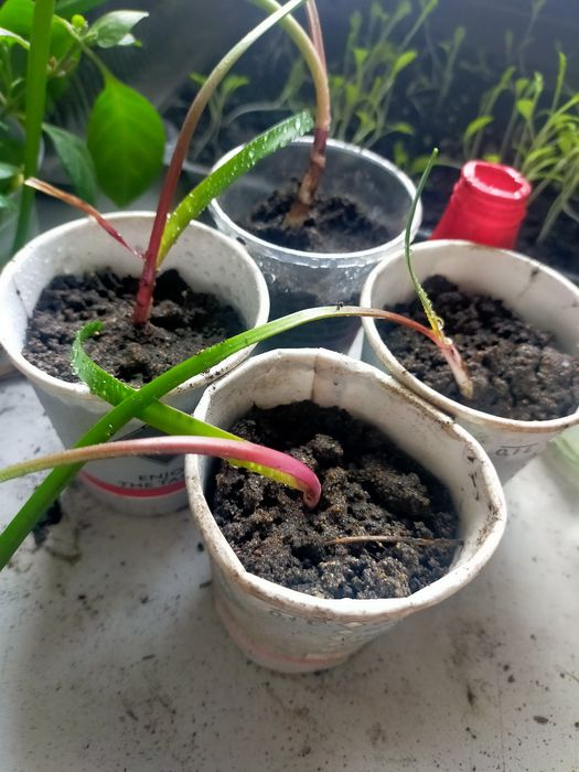 Продам цветы комнатные гипераструм