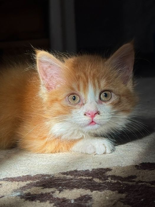 Котёнок ищет дом