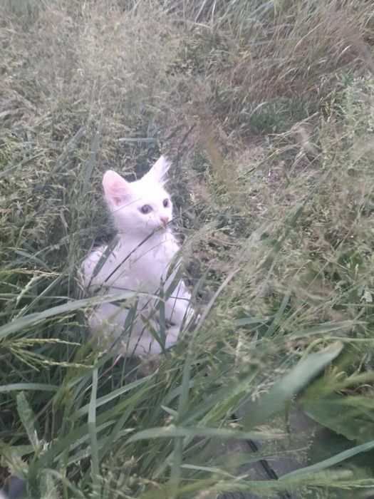 Отдам в заботливые руки