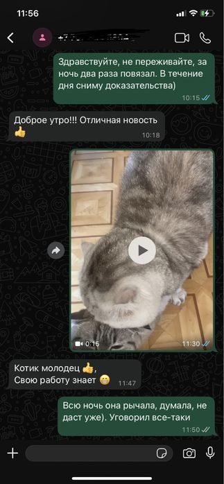 Вязка. Опытный Шотландский кот.