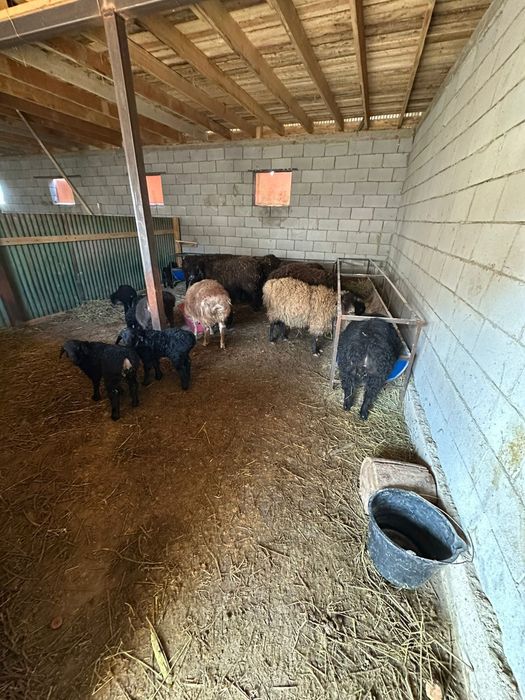 Продам баран с ягнятами