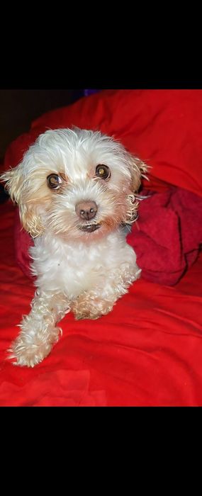 Cateluse bichon adoptie Bucuresti