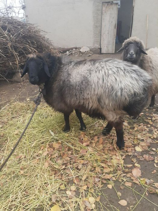 Yaxwi boqilgan Qisir qoylar sotiladi.sigirlar un xashak beda makka bor