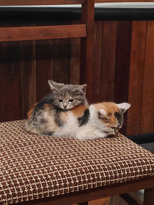 Отдаю котят в надёжные руки